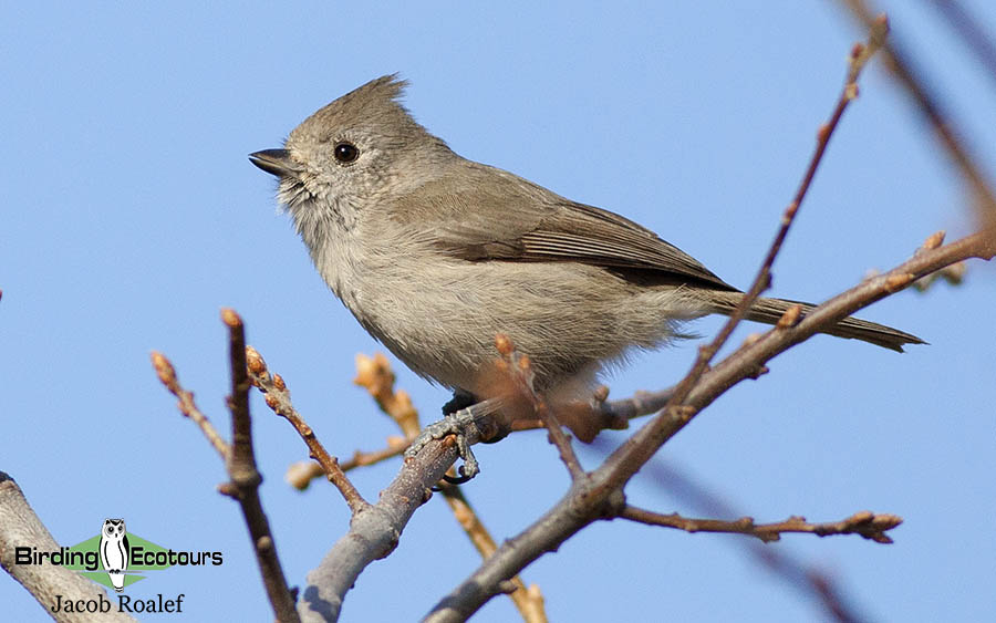 California birding tour