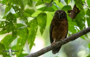 Sulawesi and Halmahera birding tours