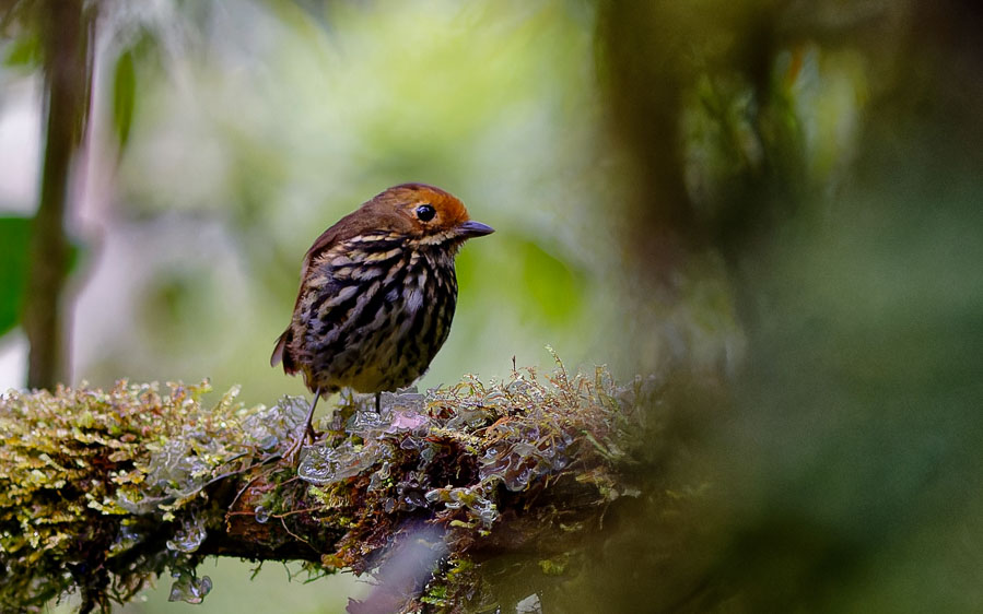 Northern Peru birding tour