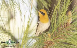 Southeast Arizona birding tour