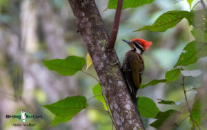 Sarawak birding tours