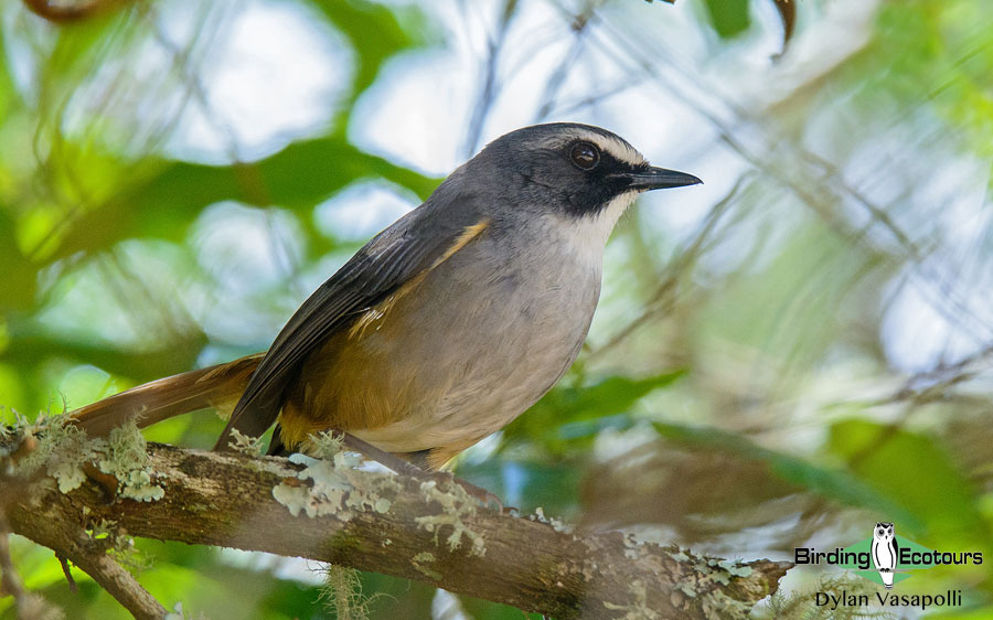 Tanzania birding tour