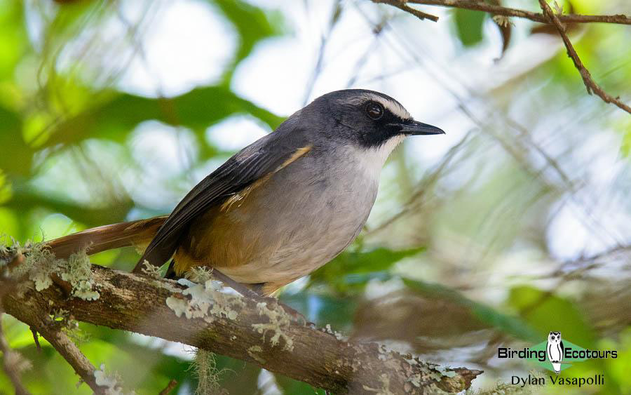 Malawi Birding Tours
