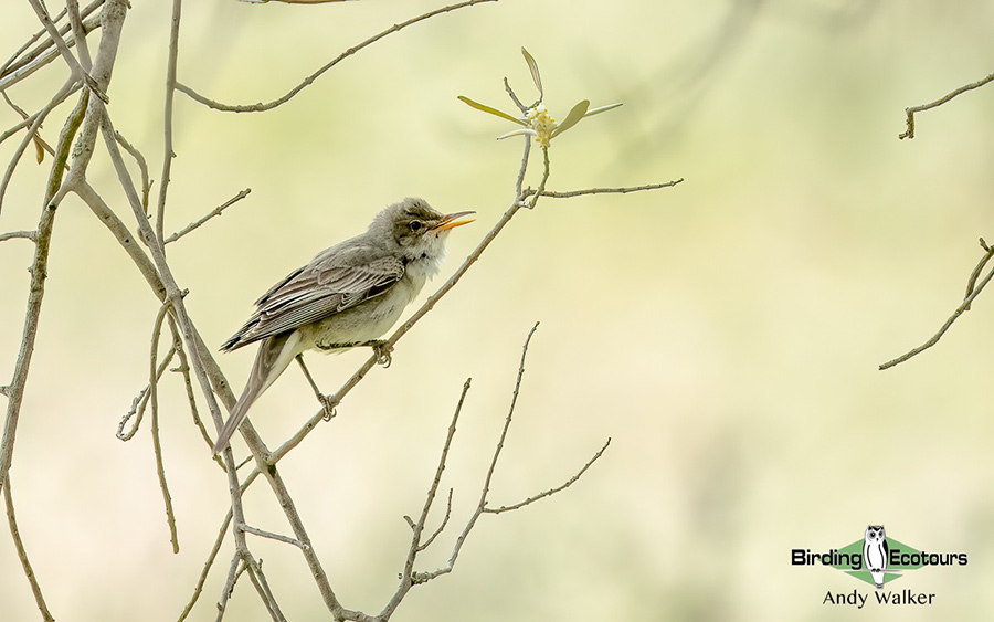 Greece: Lesvos birding tour