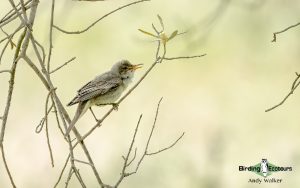 Lesvos birding tours