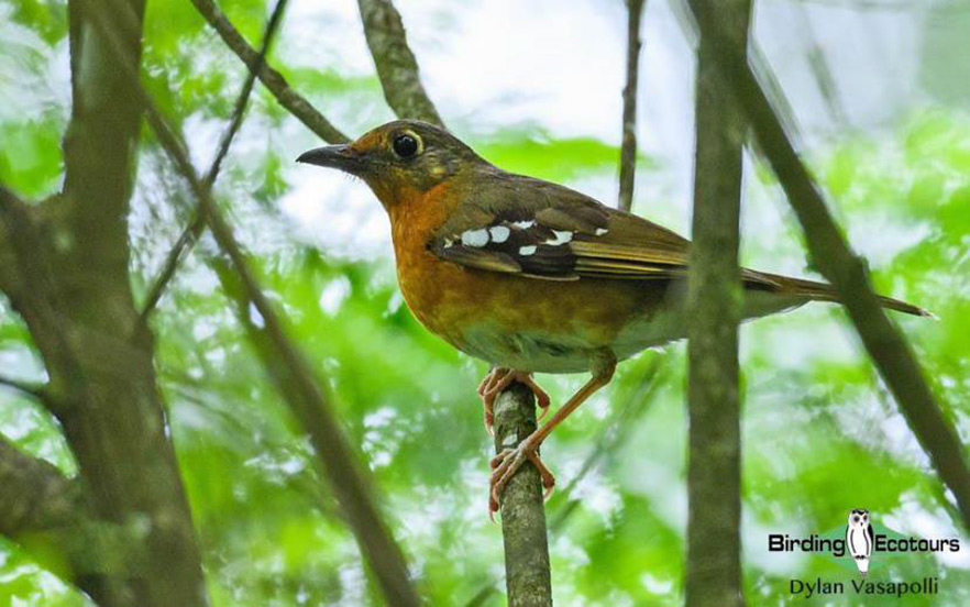 Tanzania birding tour