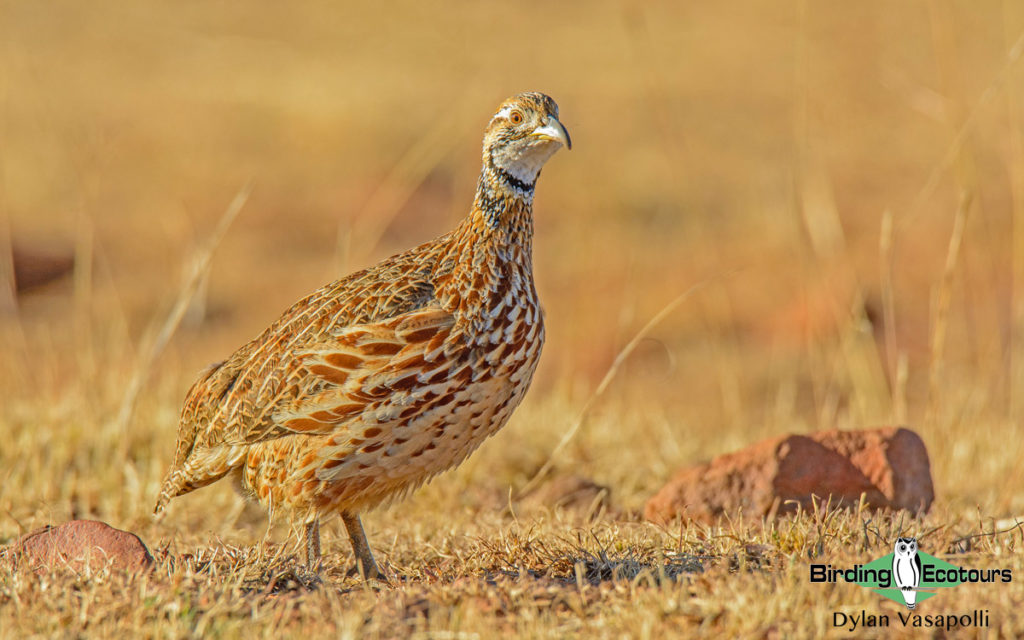 Johannesburg birding tour