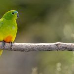Tasmania birding tours