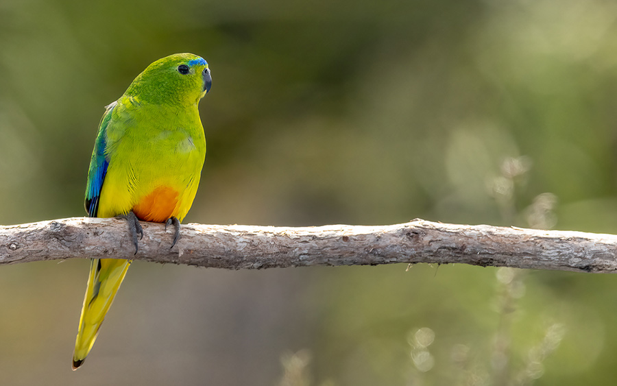 Tasmania birding tours