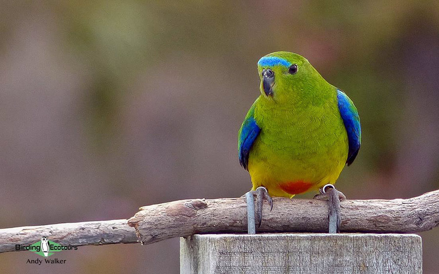 Tasmanian birding tours