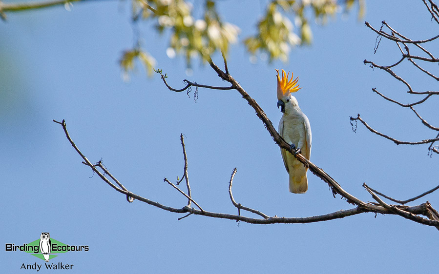 Lesser Sunda Islands birding tour