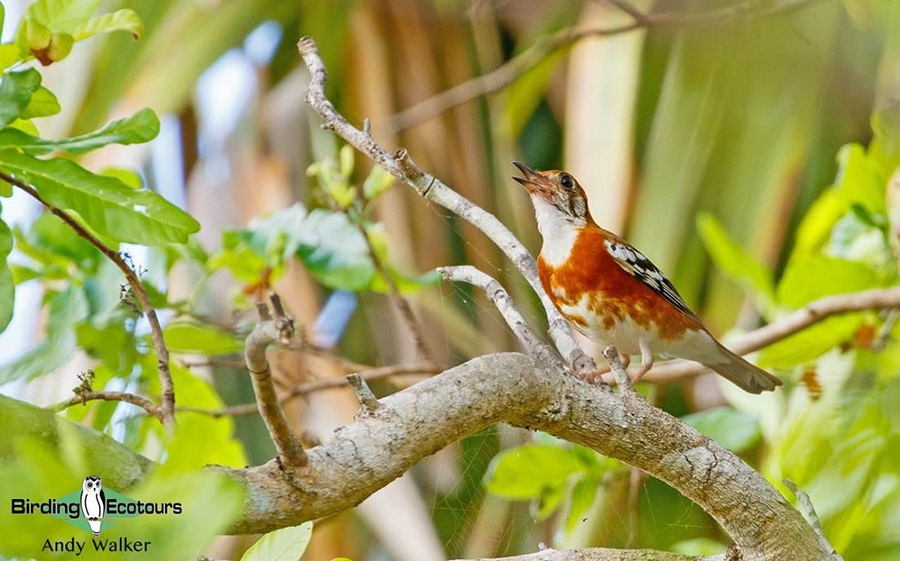 Lesser Sunda Islands birding tour