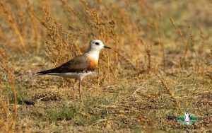 Mongolia birding tours
