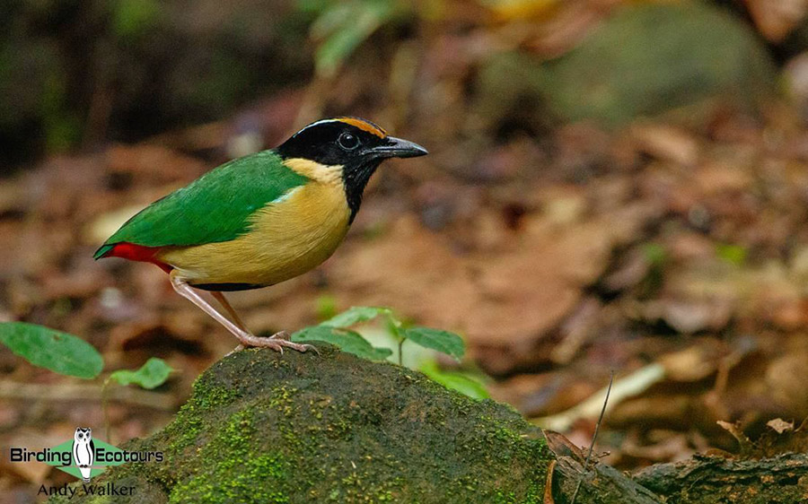 Indonesia Lombok birding tours