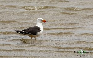 Tasmanian birding tours