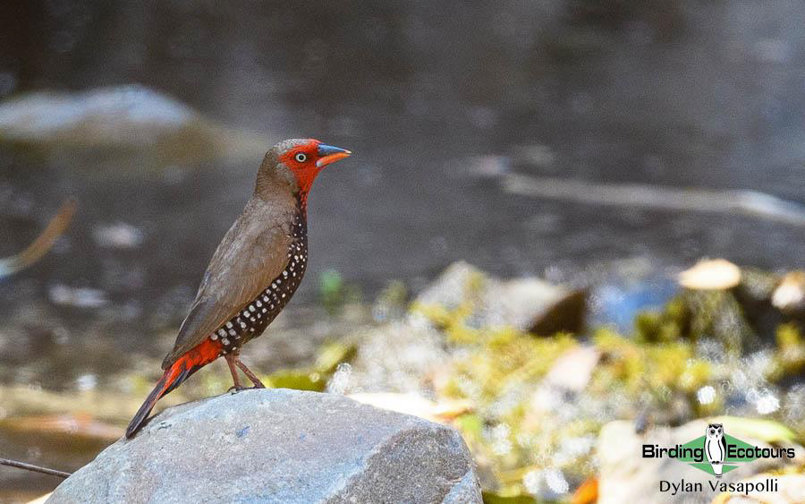 Alice Springs birding tours