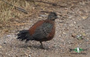 Northern India birding tour