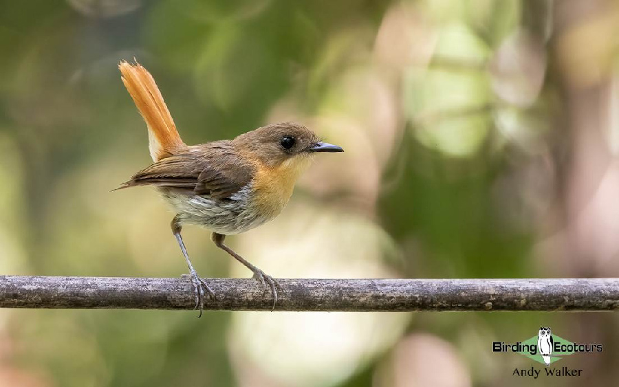 The Philippines Endemic Birding 