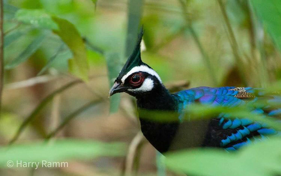 The Philippines Endemic Birding 