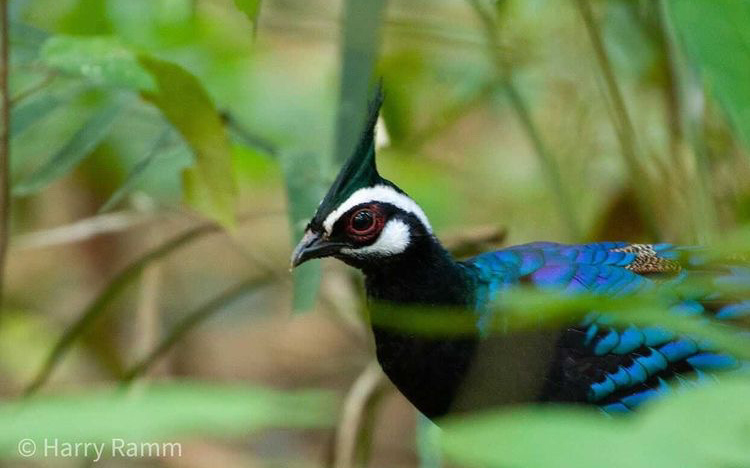 The Philippines Endemic Birding 