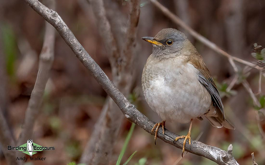 Japan Winter Birds