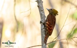 Vietnam birding tours