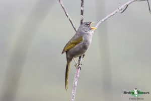 Northeast Brazil birding tours