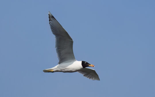Azerbaijan birding tours
