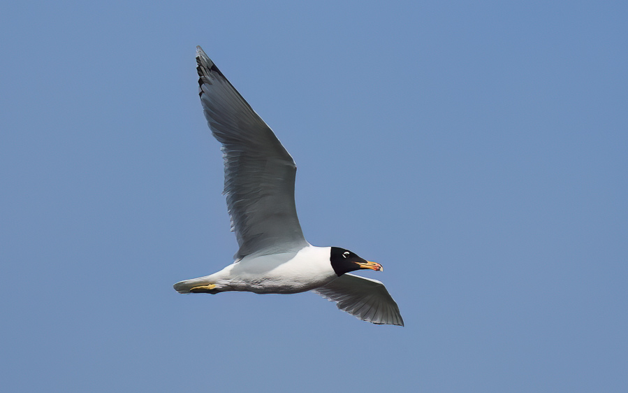 Azerbaijan birding tours