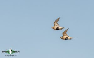 Mongolia birding tours