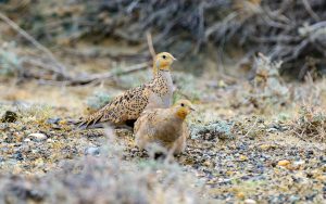 Quinghai birding tours