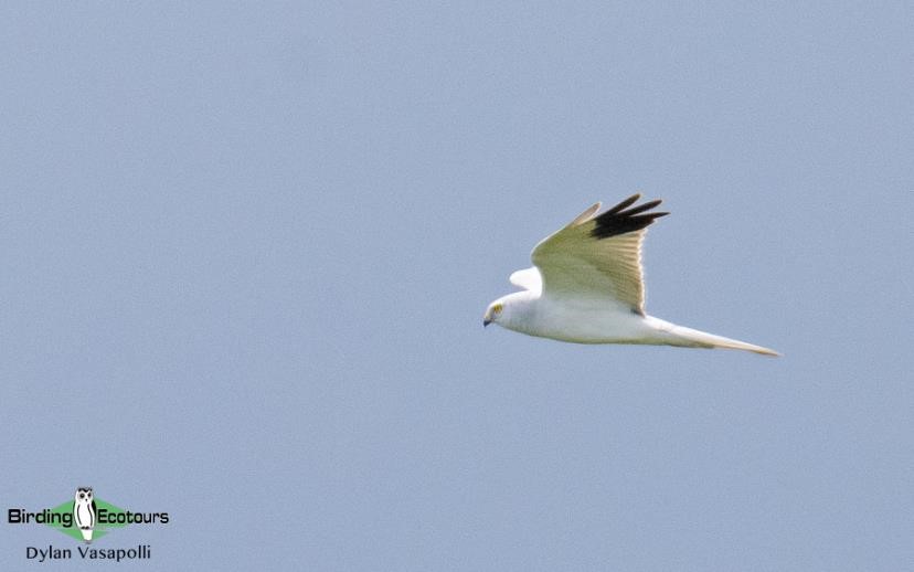 Greece spring birding tour