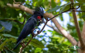 West Papua birding tours