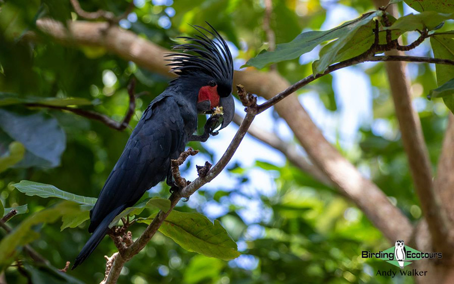 West Papua trip report August 2022