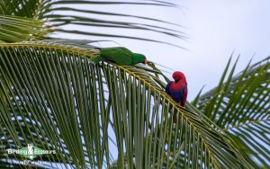 Papua New Guinea birding tours