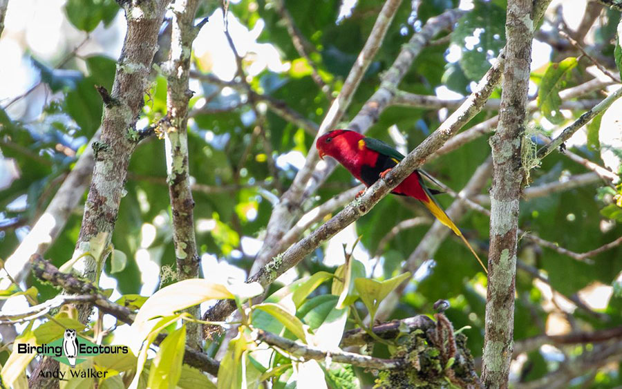 West Papua trip report August 2022
