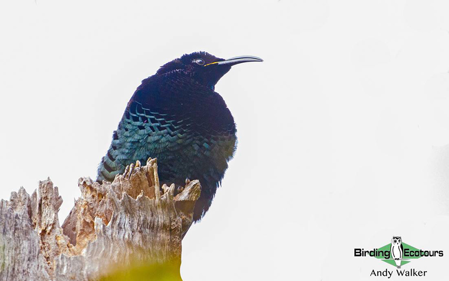 Outback birding tours