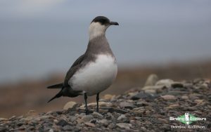 Norway birding tours