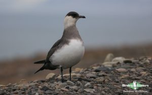 Norway birding tours