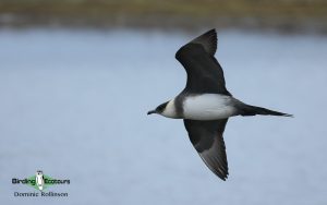 Andalusia birding tour