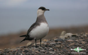 Svalbard birding cruise