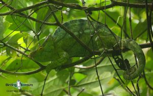 Complete Madagascar birding tour