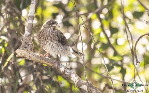 Puerto Rico endemic birding