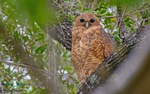 Owls of Southern Africa