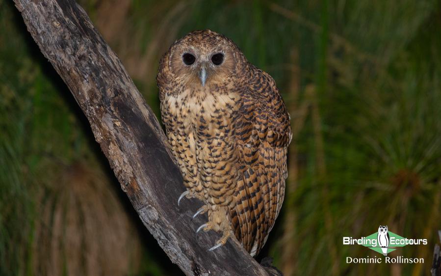 Owls of southern Africa