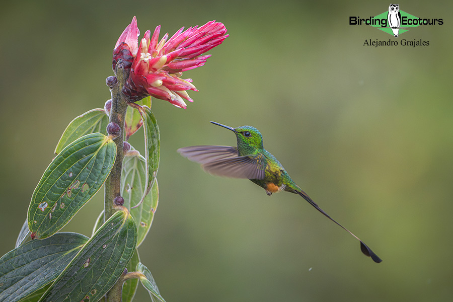 Northern Peru birding tours