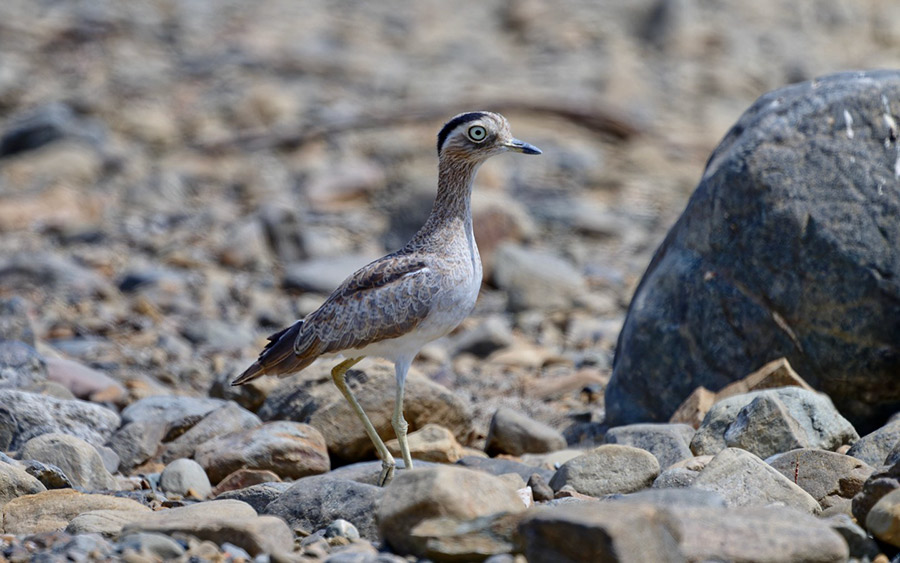 Pucusana Birding Lima Wetlands Day Tour
