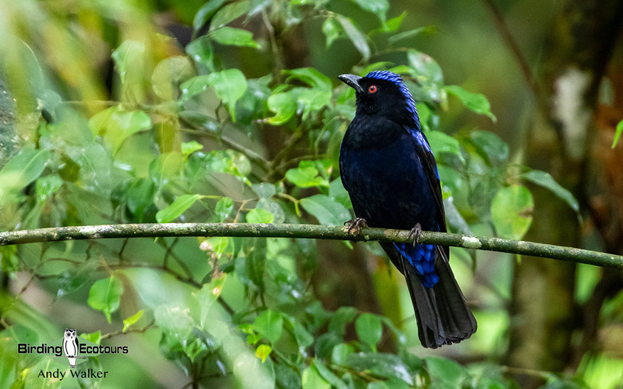 The Philippines Endemic Birding 