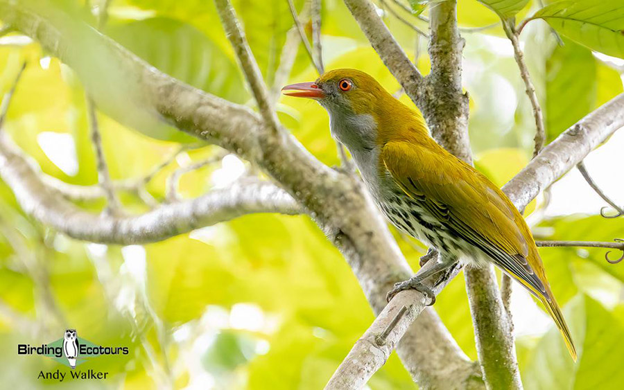 The Philippines Endemic Birding 