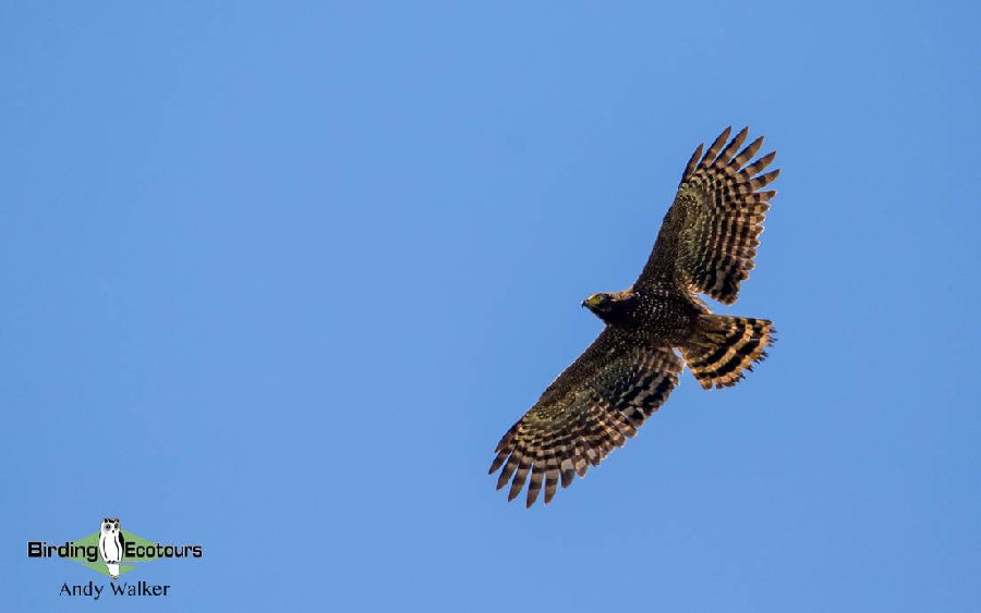 The Philippines Endemic Birding